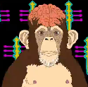 Brugeravatar