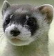 Brugeravatar