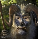 Brugeravatar